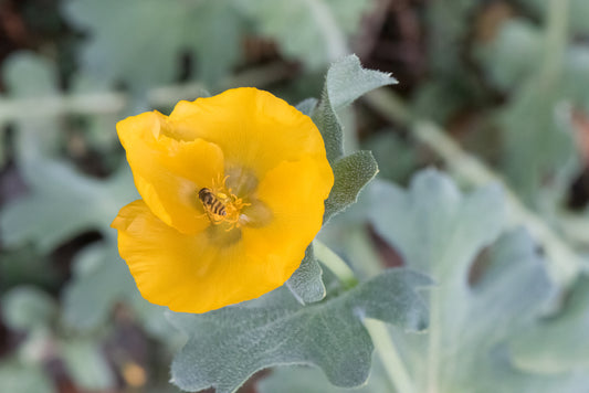 Glaucium flavum (Yellow Horned Poppy) seeds