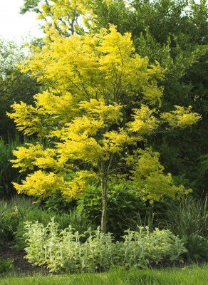 Gleditsia triacanthos (Honey Locust) seeds - RP Seeds