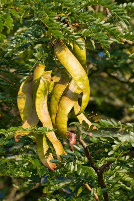 Gleditsia triacanthos (Honey Locust) seeds - RP Seeds