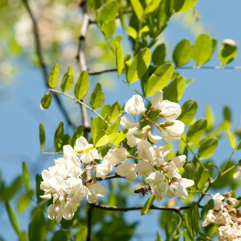 Gleditsia triacanthos (Honey Locust) seeds - RP Seeds