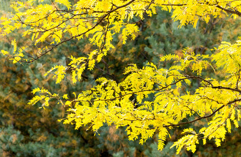 Gleditsia triacanthos (Honey Locust) seeds - RP Seeds