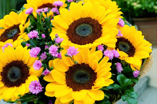 Helianthus Big Smile (Sunflower) seeds - RP Seeds