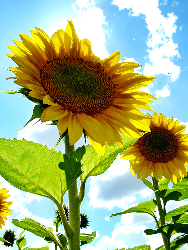 Helianthus Tall Single (Sunflower) seeds - RP Seeds