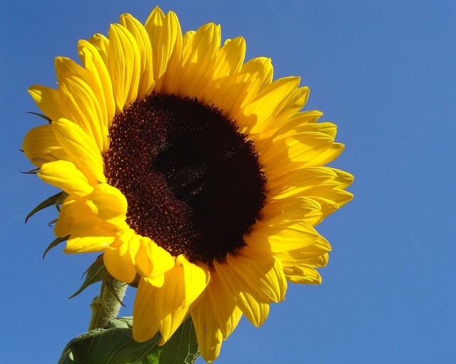 Helianthus Tall Single (Sunflower) seeds - RP Seeds