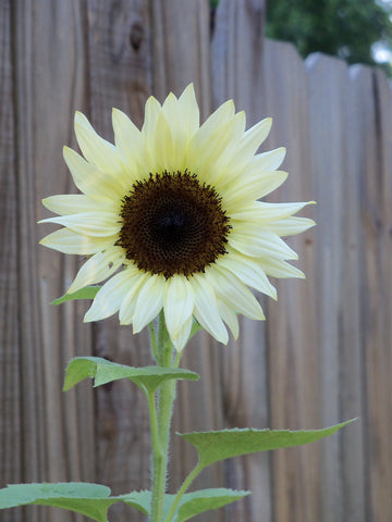 Helianthus Vanilla Ice (Sunflower) seeds - RP Seeds