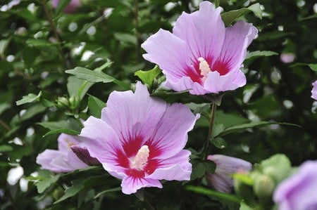 Hibiscus syriascus (Rose of Sharon) seeds - RP Seeds