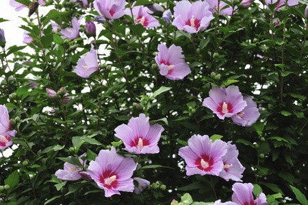 Hibiscus syriascus (Rose of Sharon) seeds - RP Seeds