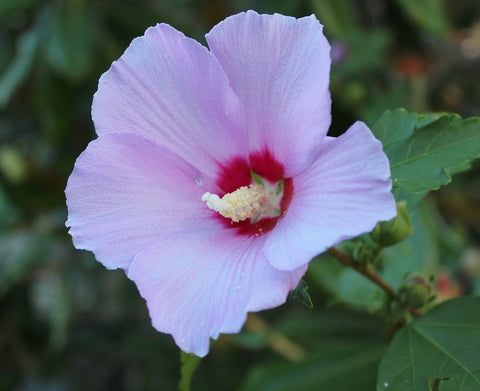 Hibiscus syriascus (Rose of Sharon) seeds - RP Seeds