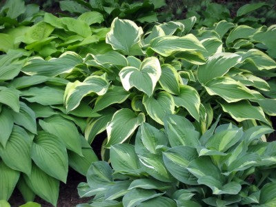 Hosta Species Mixed seeds