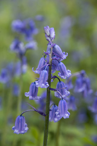 Hyacinthoides non-scripta (English Bluebell) seeds - RP Seeds