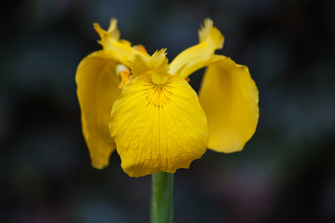 Iris pseudacorus (Yellow Flag Iris) seeds