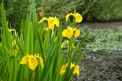 Iris pseudacorus (Yellow Flag Iris) seeds