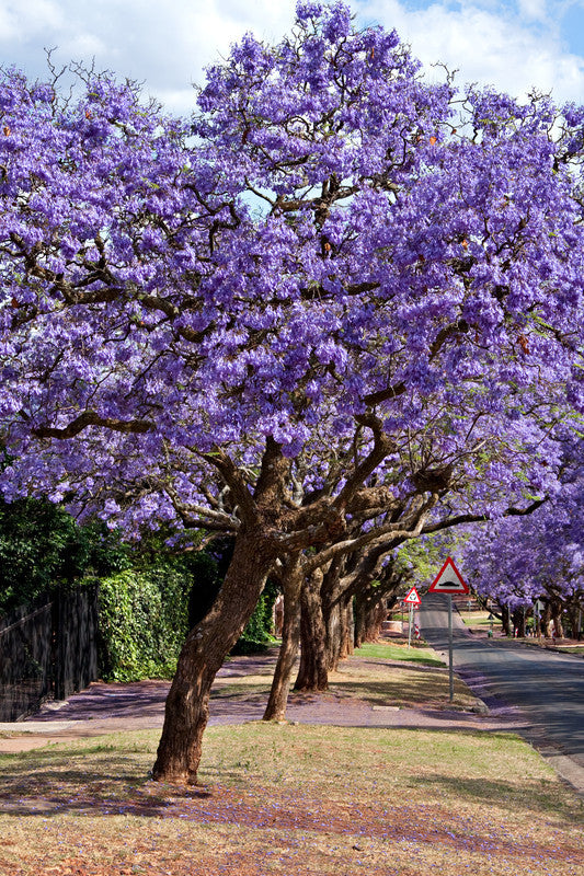 Jacaranda mimosifolia (Blue Jacaranda) seeds - RP Seeds