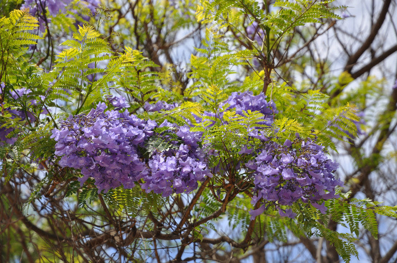 Jacaranda mimosifolia (Blue Jacaranda) seeds - RP Seeds