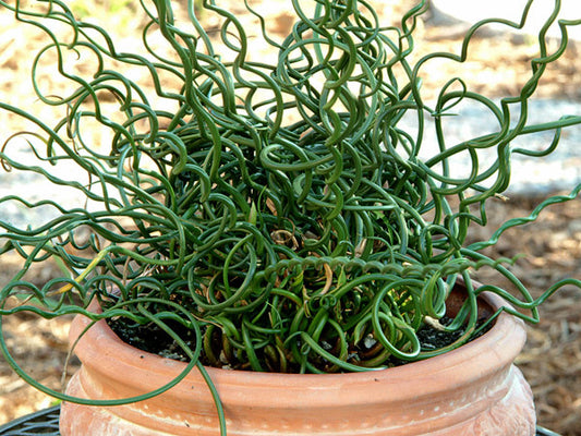 Juncus effusus spiralis (Corkscrew Rush) seeds - RP Seeds