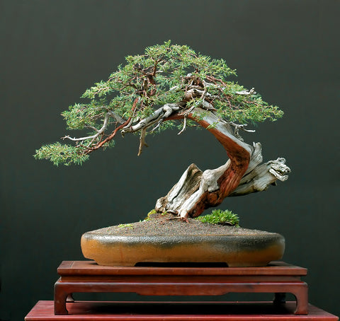 Juniperus scopulorum (Rocky Mountain Juniper) seeds - RP Seeds