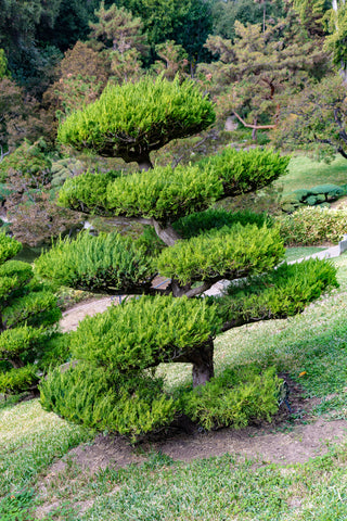 Juniperus chinensis (Chinese Juniper) seeds - RP Seeds