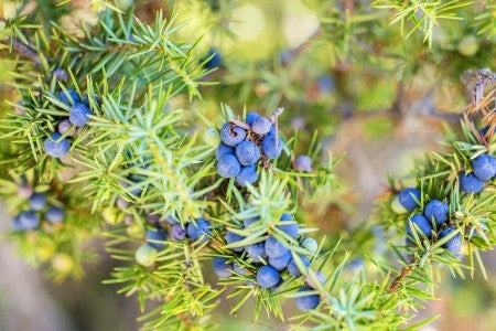 Juniperus communis (Common Juniper) seeds - RP Seeds