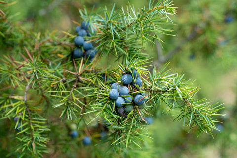 Juniperus communis (Common Juniper) seeds - RP Seeds