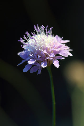 Knautia arvensis  (Field Scabious) seeds - RP Seeds