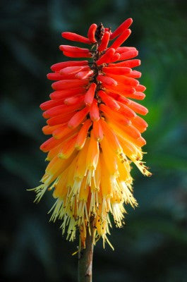 Kniphofia Trimota Hybrids (Red Hot Poker) seeds - RP Seeds