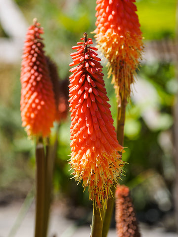 Kniphofia Trimota Hybrids (Red Hot Poker) seeds - RP Seeds