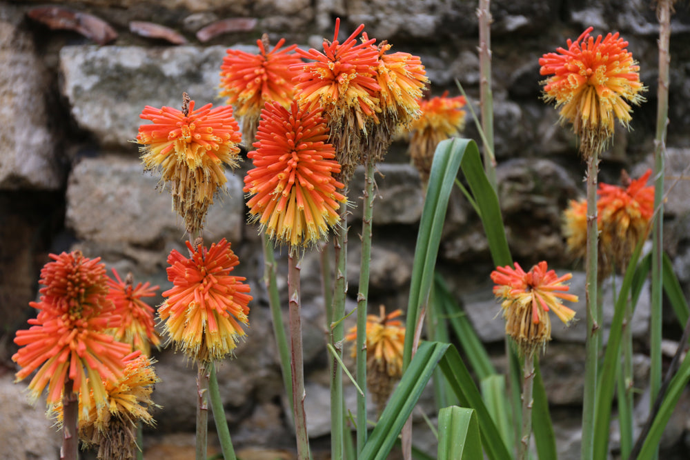 Kniphofia rooperi (Red Hot Poker) seeds - RP Seeds