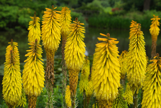 Kniphofia citrina (Yellow Red Hot Poker) seeds
