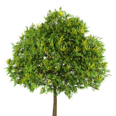 Koelreuteria paniculata (Golden Rain Tree) seeds - RP Seeds