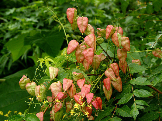 Koelreuteria paniculata (Golden Rain Tree) seeds - RP Seeds