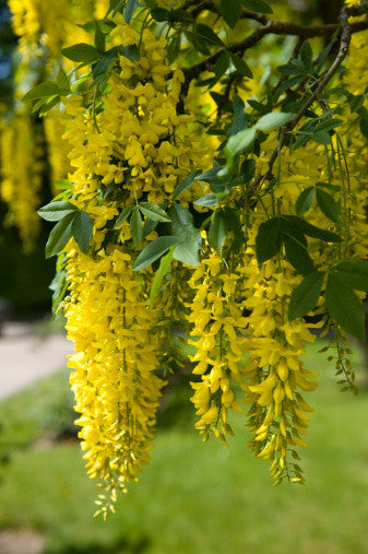 Laburnum anagyroides (Golden Chain) seeds - RP Seeds