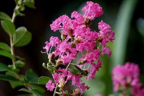 Lagerstroemia indica (Crape Myrtle) seeds - RP Seeds