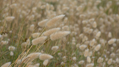Lagurus ovatus (Bunny Tails) seeds