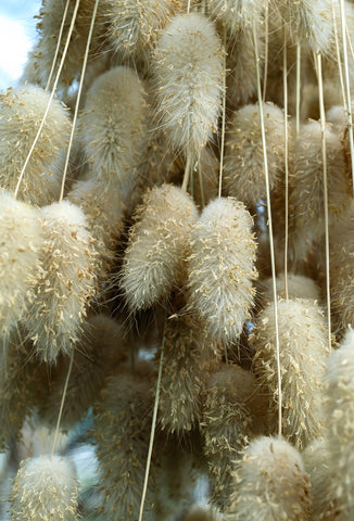 Lagurus ovatus (Bunny Tails) seeds