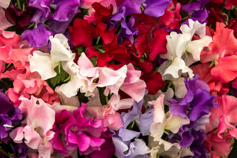 Lathyrus odoratus Special Mix (Sweet Pea) seeds