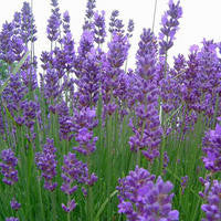 Lavandula angustifolia [syn. spica] (English Lavender) seeds - RP Seeds