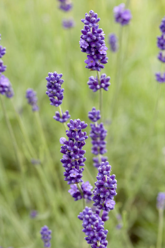 Lavandula angustifolia [syn. spica] (English Lavender) seeds - RP Seeds