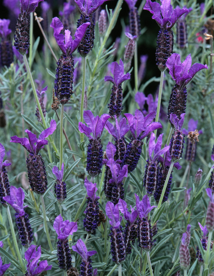 Lavandula stoechas (French Lavender) seeds - RP Seeds