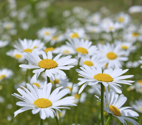 Leucanthemum vulgare (Oxeye Daisy) seeds - RP Seeds