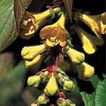 Leycesteria crocothyrsos (Golden Himalayan Honeysuckle) seeds - RP Seeds