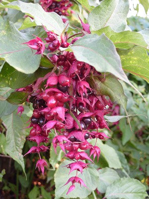 Leycesteria formosa (Himalayan Honeysuckle) seeds - RP Seeds