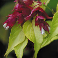 Leycesteria formosa Gold Leaf (Golden Leaved Himalayan Honeysuckle) seeds - RP Seeds