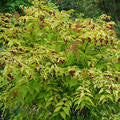 Leycesteria formosa Gold Leaf (Golden Leaved Himalayan Honeysuckle) seeds - RP Seeds