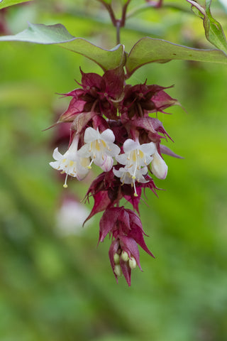 Leycesteria formosa (Himalayan Honeysuckle) seeds