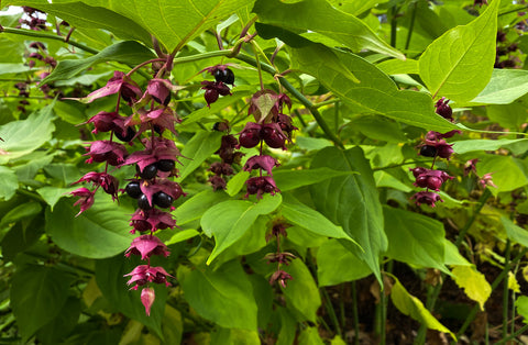 Leycesteria formosa (Himalayan Honeysuckle) seeds