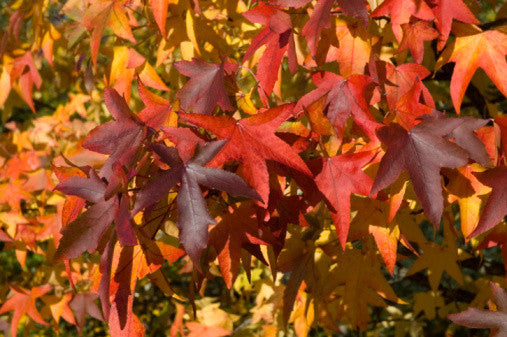 Liquidambar styraciflua (Sweet Gum) seeds - RP Seeds