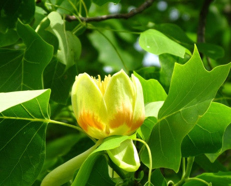 Liriodendron tulipifera (Tulip Tree) seeds - RP Seeds