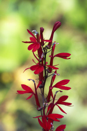 Lobelia Queen Victoria seeds - RP Seeds