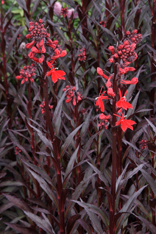 Lobelia Queen Victoria seeds - RP Seeds