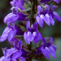 Lobelia syphilitica (Blue Cardinal Flower) seeds - RP Seeds